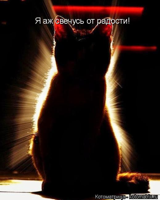 Я аж свечусь от радости!... Котоматрица: Я аж свечусь от радости!