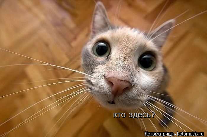 кто здесь?... Котоматрица: кто здесь?