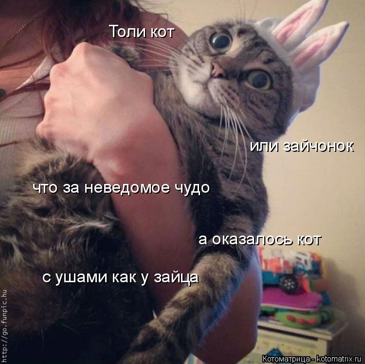 Толи кот или зайчонок что за неведомое чудо а оказалось кот с ушами как у зайца... Котоматрица: Толи кот или зайчонок что за неведомое чудо а оказалось кот с ушами как у зайца