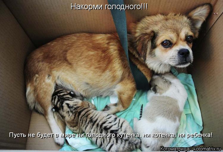 Накорми голодного!!! Пусть не будет в мире ни голодного кутенка, ни котенка, ни ребенка!... Котоматрица: Накорми голодного!!! Пусть не будет в мире ни голодного кутенка, ни котенка, ни ребенка!