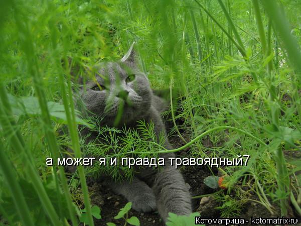 а может я и правда травоядный7... Котоматрица: а может я и правда травоядный7