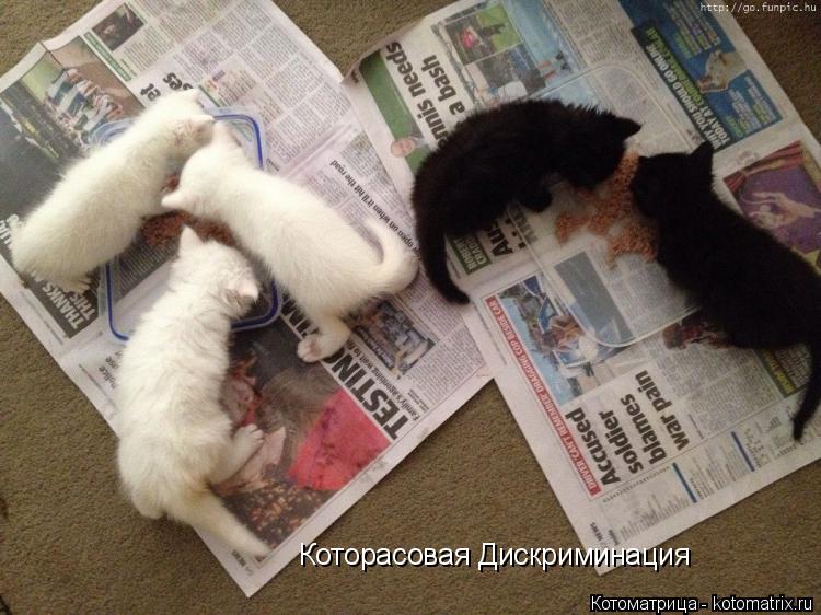 Котоматрица: Которасовая Дискриминация