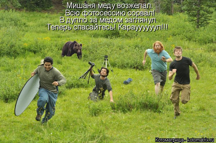 Мишаня меду возжелал. Всю фотосессию сорвал! В дупло за медом заглянул. Теперь спасайтесь! Карауууууу... Котоматрица: Мишаня меду возжелал. Всю фотосессию сорвал! В дупло за медом заглянул. Теперь спасайтесь! Карауууууул!!!