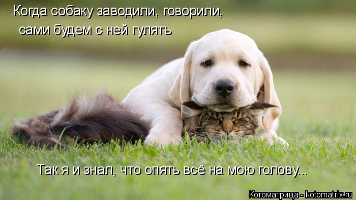Когда собаку заводили, говорили, сами будем с ней гулять Так я и знал, что опять всё на мою голову..... Котоматрица: Когда собаку заводили, говорили, сами будем с ней гулять Так я и знал, что опять всё на мою голову...
