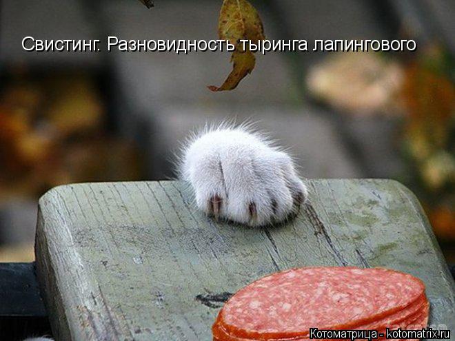 Свистинг. Разновидность тыринга лапингового... Котоматрица: Свистинг. Разновидность тыринга лапингового