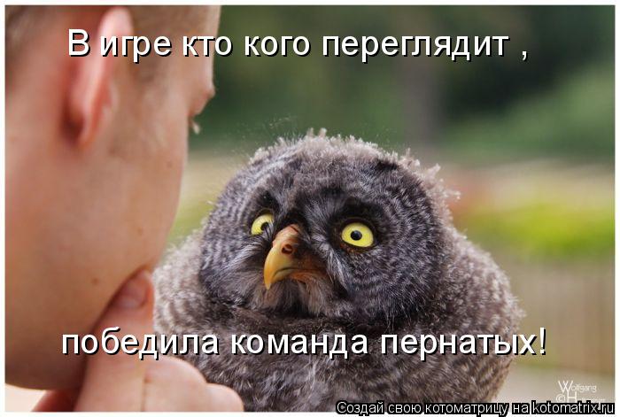 В игре кто кого переглядит , победила команда пернатых!... Котоматрица: В игре кто кого переглядит , победила команда пернатых!