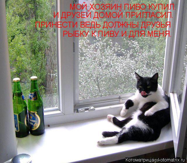 МОЙ ХОЗЯИН ПИВО КУПИЛ. И ДРУЗЕЙ ДОМОЙ ПРИГЛАСИЛ. ПРИНЕСТИ ВЕДЬ ДОЛЖНЫ ДРУЗЬЯ РЫБКУ К ПИВУ И ДЛЯ МЕНЯ.... Котоматрица: МОЙ ХОЗЯИН ПИВО КУПИЛ. И ДРУЗЕЙ ДОМОЙ ПРИГЛАСИЛ. ПРИНЕСТИ ВЕДЬ ДОЛЖНЫ ДРУЗЬЯ РЫБКУ К ПИВУ И ДЛЯ МЕНЯ.
