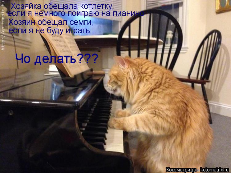 Хозяйка обещала котлетку, если я немного поиграю на пианино Хозяин обещал семги, если я не буду игра... Котоматрица: Хозяйка обещала котлетку, если я немного поиграю на пианино Хозяин обещал семги, если я не буду играть... Чо делать???