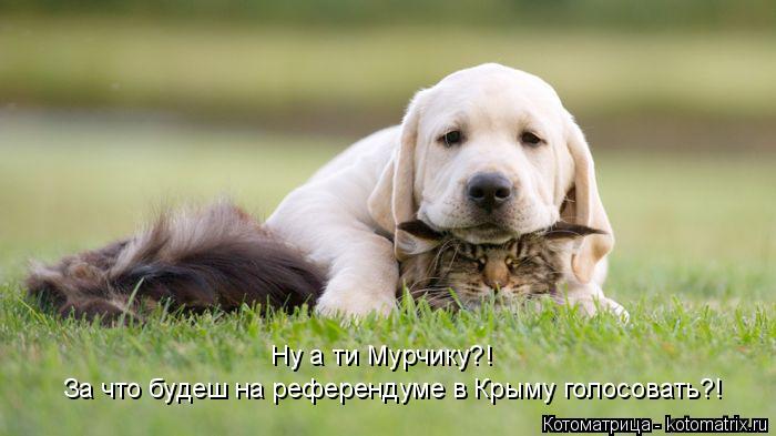 За что будеш на референдуме в Крыму голосовать?! Ну а ти Мурчику?!... Котоматрица: За что будеш на референдуме в Крыму голосовать?! Ну а ти Мурчику?!
