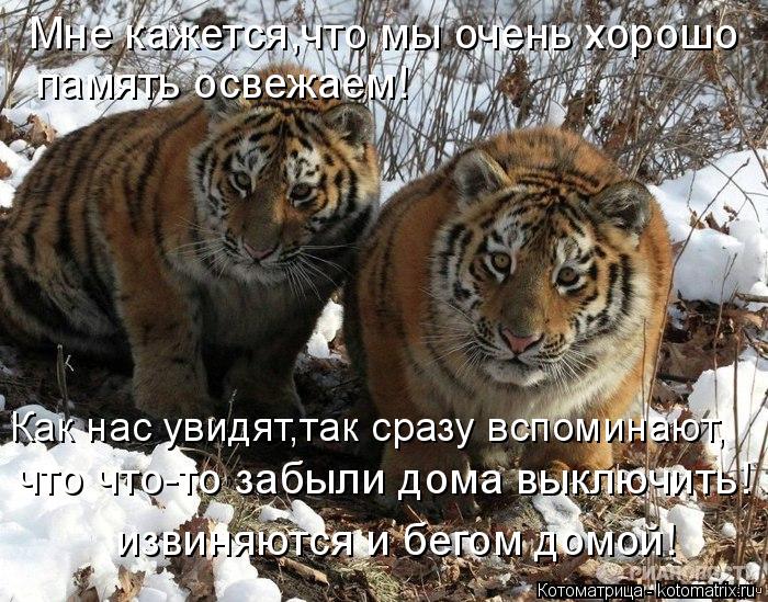 Мне кажется,что мы очень хорошо память освежаем! Как нас увидят,так сразу вспоминают, что что-то забы... Котоматрица: Мне кажется,что мы очень хорошо память освежаем! Как нас увидят,так сразу вспоминают, что что-то забыли дома выключить! извиняются и бегом д