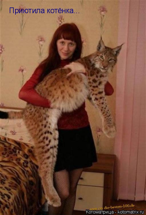 Приютила котёнка...... Котоматрица: Приютила котёнка...