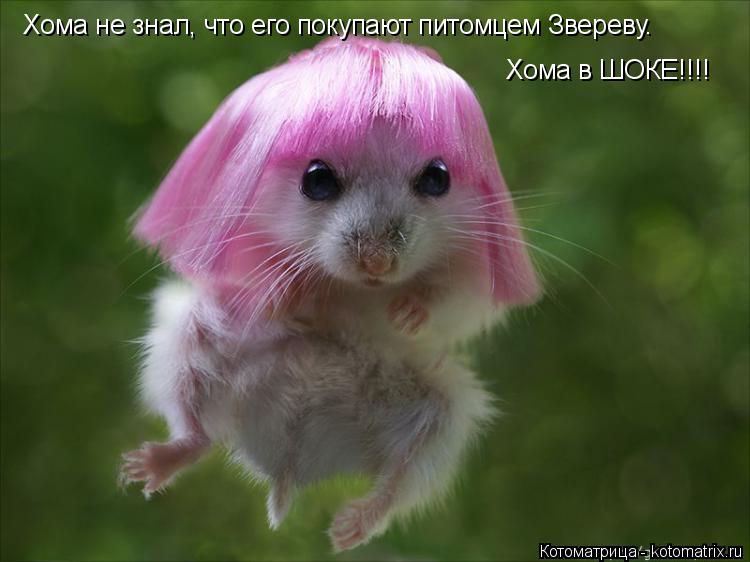 Хома не знал, что его покупают питомцем Звереву. Хома в ШОКЕ!!!!... Котоматрица: Хома не знал, что его покупают питомцем Звереву. Хома в ШОКЕ!!!!