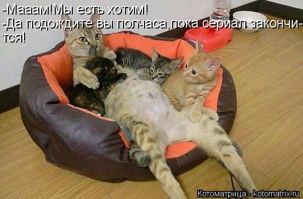 -Мааам!Мы есть хотим! -Да подождите вы полчаса,пока сериал закончи- тся!... Котоматрица: -Мааам!Мы есть хотим! -Да подождите вы полчаса,пока сериал закончи- тся!