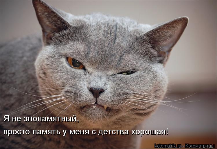 Я не злопамятный, просто память у меня с детства хорошая!... Котоматрица: Я не злопамятный, просто память у меня с детства хорошая!