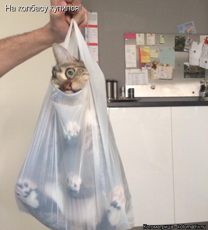 На колбасу купился!... Котоматрица: На колбасу купился!
