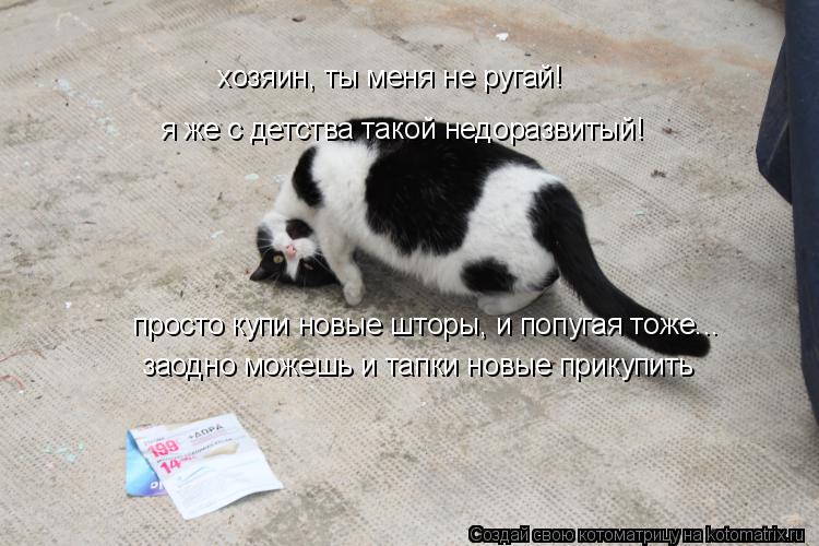 хозяин, ты меня не ругай! я же с детства такой недоразвитый! просто купи новые шторы, и попугая тоже.... Котоматрица: хозяин, ты меня не ругай! я же с детства такой недоразвитый! просто купи новые шторы, и попугая тоже... заодно можешь и тапки новые прикупить