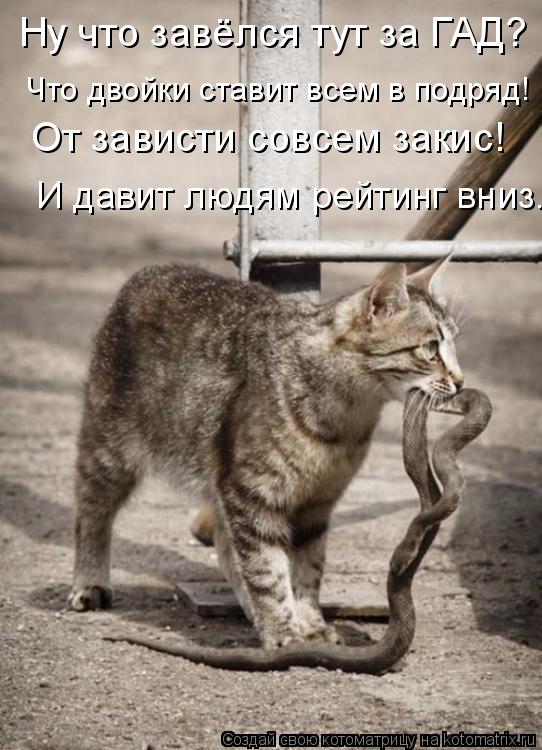 Котоматрица: Ну что завёлся тут за ГАД? Что двойки ставит всем в подряд! От зависти совсем закис! И давит людям рейтинг вниз.