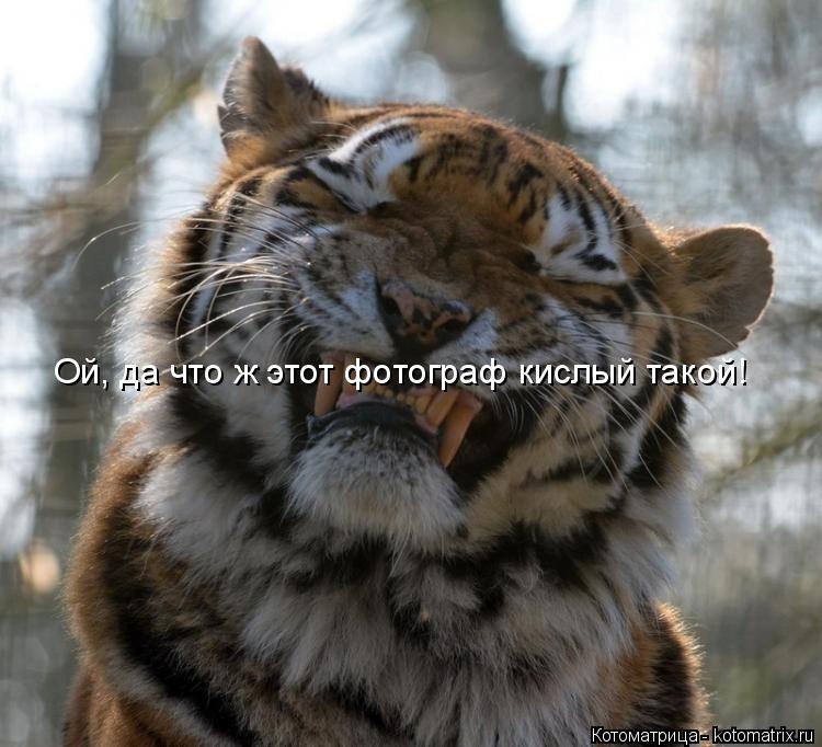 Ой, да что ж этот фотограф кислый такой!... Котоматрица: Ой, да что ж этот фотограф кислый такой!
