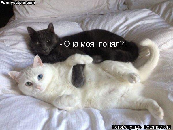 - Она моя, понял?!... Котоматрица: - Она моя, понял?!