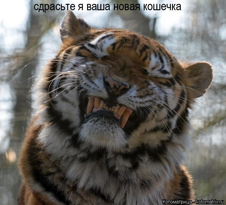 сдрасьте я ваша новая кошечка... Котоматрица: сдрасьте я ваша новая кошечка