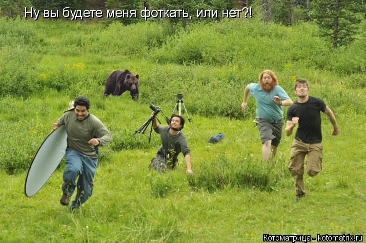 Ну вы будете меня фоткать, или нет?!... Котоматрица: Ну вы будете меня фоткать, или нет?!