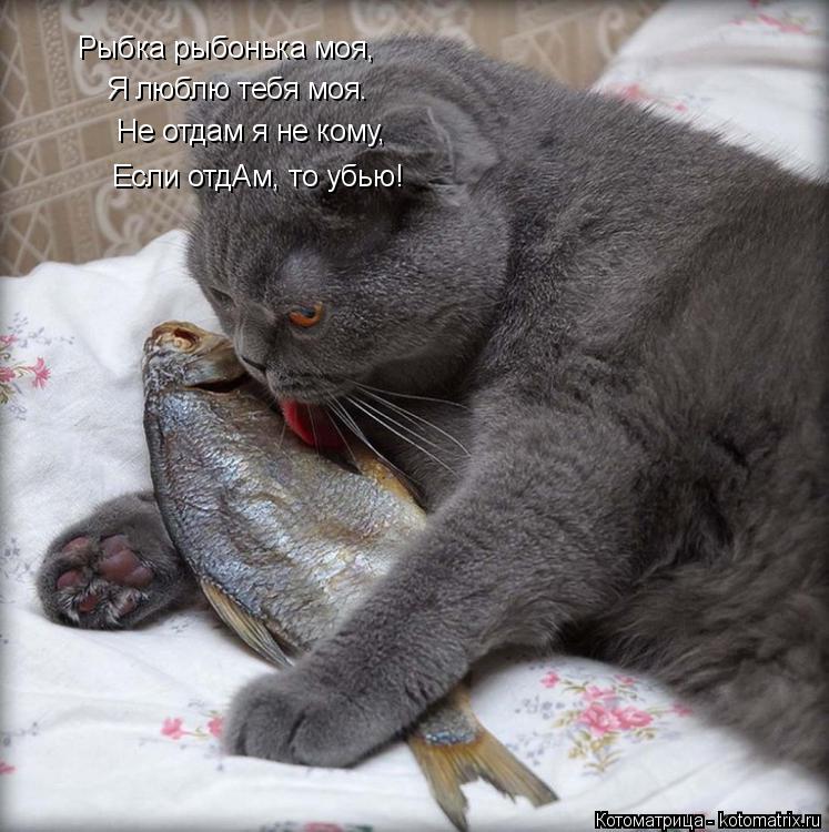 Рыбка рыбонька моя, Я люблю тебя моя. Не отдам я не кому, Если отдАм, то убью!... Котоматрица: Рыбка рыбонька моя, Я люблю тебя моя. Не отдам я не кому, Если отдАм, то убью!
