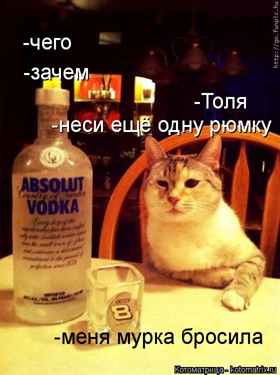 -Толя -чего -неси ещё одну рюмку -зачем -меня мурка бросила... Котоматрица: -Толя -чего -неси ещё одну рюмку -зачем -меня мурка бросила