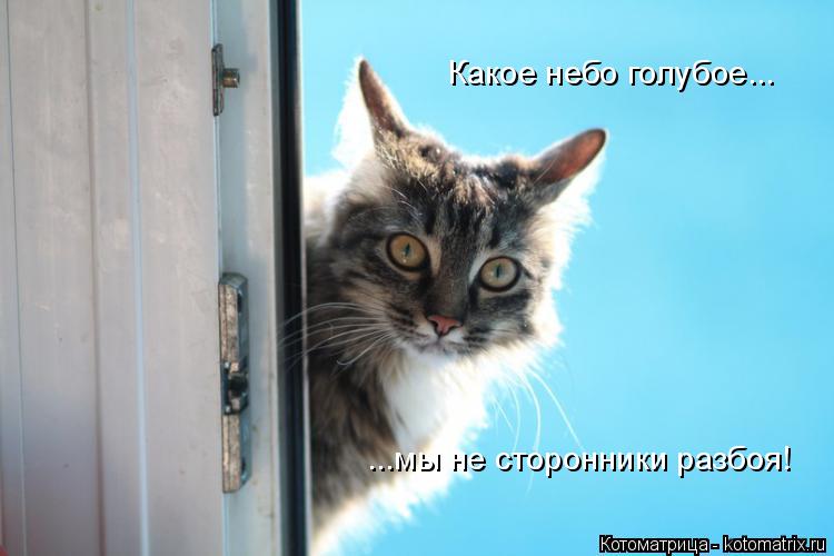Какое небо голубое... ...мы не сторонники разбоя!... Котоматрица: Какое небо голубое... ...мы не сторонники разбоя!