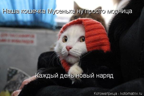Наша кошечка Мусенька ну просто модница Каждый день новый наряд... Котоматрица: Наша кошечка Мусенька ну просто модница Каждый день новый наряд