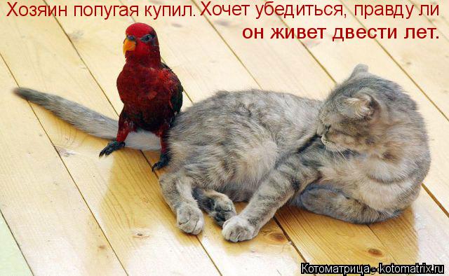 Хозяин попугая купил. Хочет убедиться, правду ли он живет двести лет.... Котоматрица: Хозяин попугая купил. Хочет убедиться, правду ли он живет двести лет.