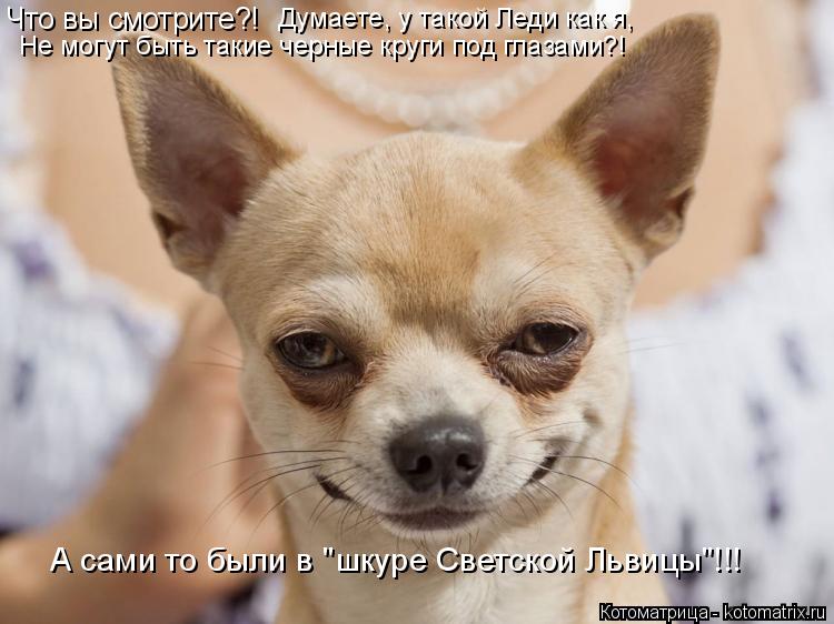 Что вы смотрите?! Думаете, у такой Леди как я, Не могут быть такие черные круги под глазами?! А сами ... Котоматрица: Что вы смотрите?! Думаете, у такой Леди как я, Не могут быть такие черные круги под глазами?! А сами то были в "шкуре Светской Львицы"!!!