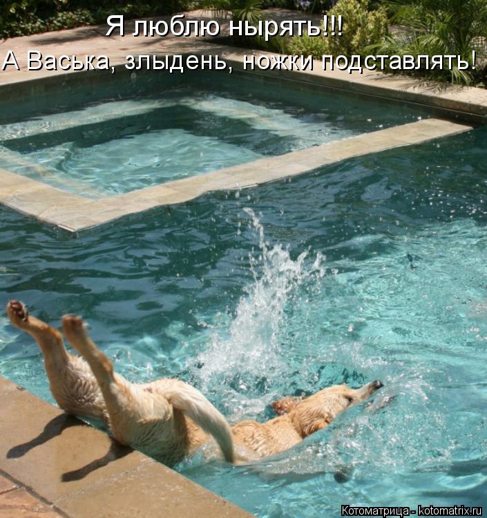 Я люблю нырять!!! А Васька, злыдень, ножки подставлять!... Котоматрица: Я люблю нырять!!! А Васька, злыдень, ножки подставлять!