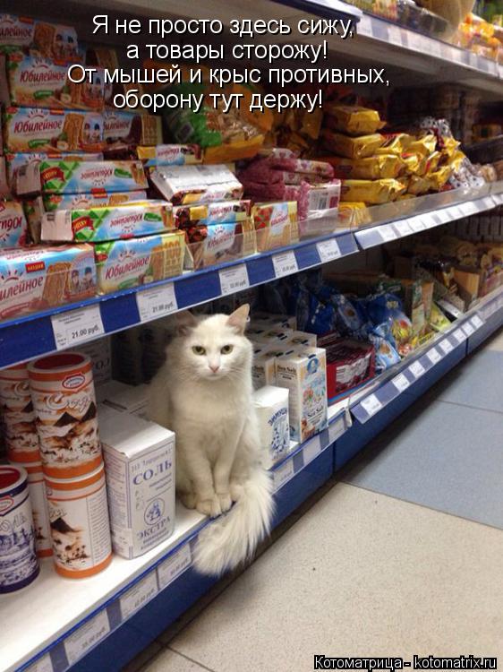 Я не просто здесь сижу, а товары сторожу! От мышей и крыс противных, оборону тут держу!... Котоматрица: Я не просто здесь сижу, а товары сторожу! От мышей и крыс противных, оборону тут держу!