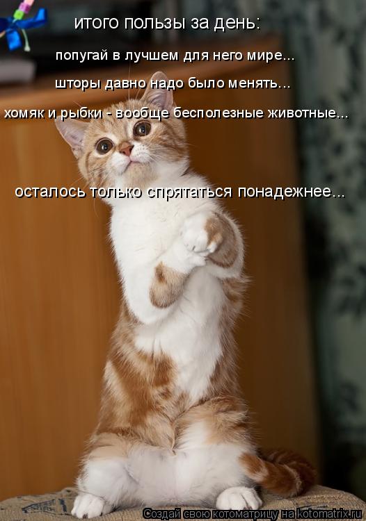 хомяк и рыбки - вообще бесполезные животные... попугай в лучшем для него мире... шторы давно надо был... Котоматрица: хомяк и рыбки - вообще бесполезные животные... попугай в лучшем для него мире... шторы давно надо было менять... осталось только спрятаться пон