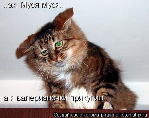 ..эх, Муся Муся... а я валерианочки прикупил..... Котоматрица: ..эх, Муся Муся... а я валерианочки прикупил..