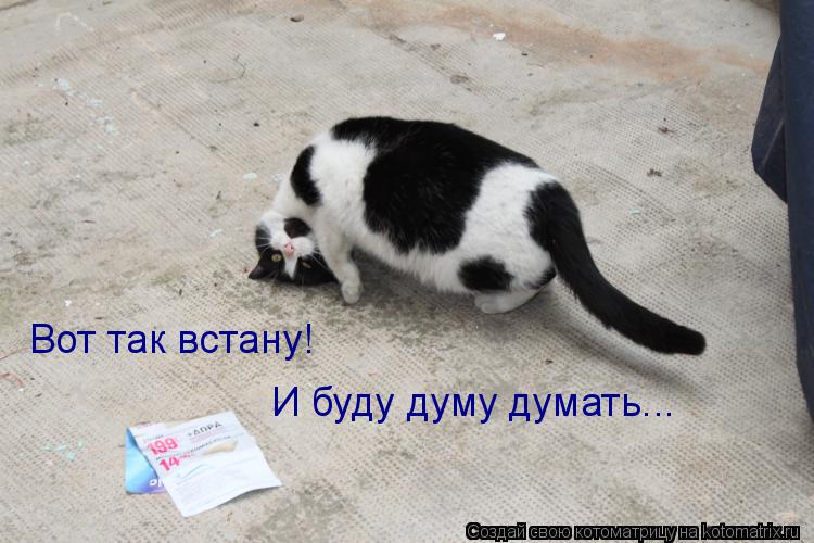 Вот так встану! И буду думу думать...... Котоматрица: Вот так встану! И буду думу думать...