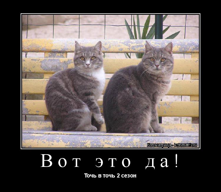 Вот это да! Точь в точь 2 сезон... Котоматрица: Вот это да! Точь в точь 2 сезон