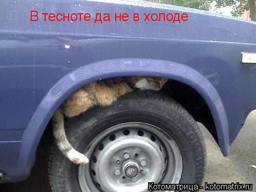 В тесноте да не в холоде... Котоматрица: В тесноте да не в холоде