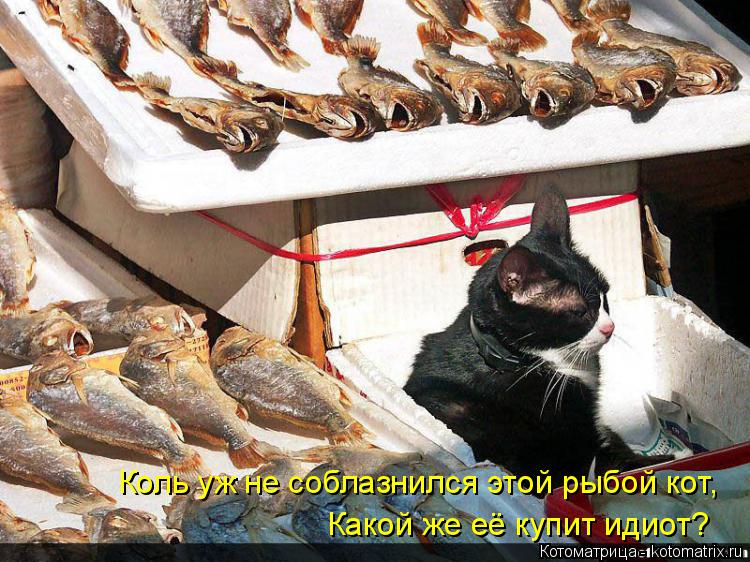 Коль уж не соблазнился этой рыбой кот, Какой же её купит идиот?... Котоматрица: Коль уж не соблазнился этой рыбой кот, Какой же её купит идиот?