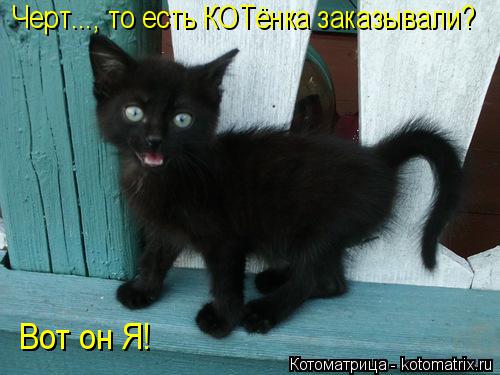 Вот он Я! Черт..., то есть КОТёнка заказывали?... Котоматрица: Вот он Я! Черт..., то есть КОТёнка заказывали?