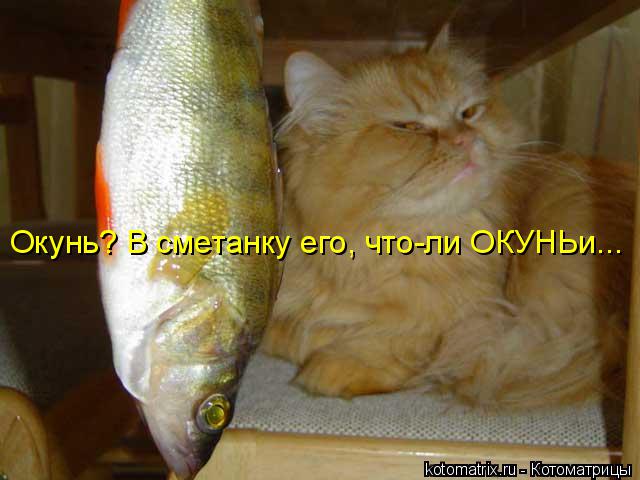 Окунь? В сметанку его, что-ли ОКУНЬи...... Котоматрица: Окунь? В сметанку его, что-ли ОКУНЬи...
