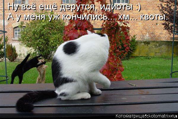 Котоматрица: Ну всё ещё дерутся, идиоты :) А у меня уж кончились... хм... квоты.