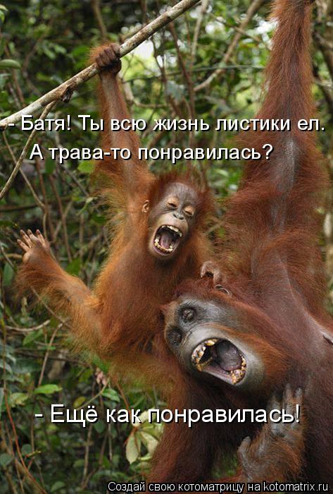 - Батя! Ты всю жизнь листики ел. А трава-то понравилась? - Ещё как понравилась!... Котоматрица: - Батя! Ты всю жизнь листики ел. А трава-то понравилась? - Ещё как понравилась!