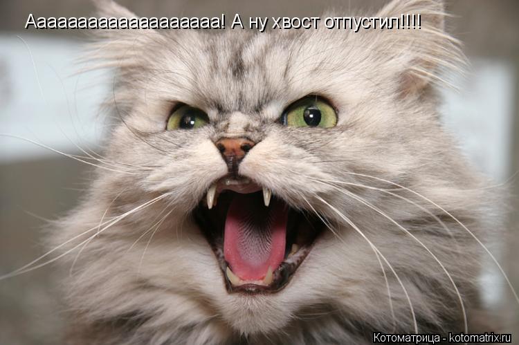 Ааааааааааааааааааа! А ну хвост отпустил!!!!... Котоматрица: Ааааааааааааааааааа! А ну хвост отпустил!!!!