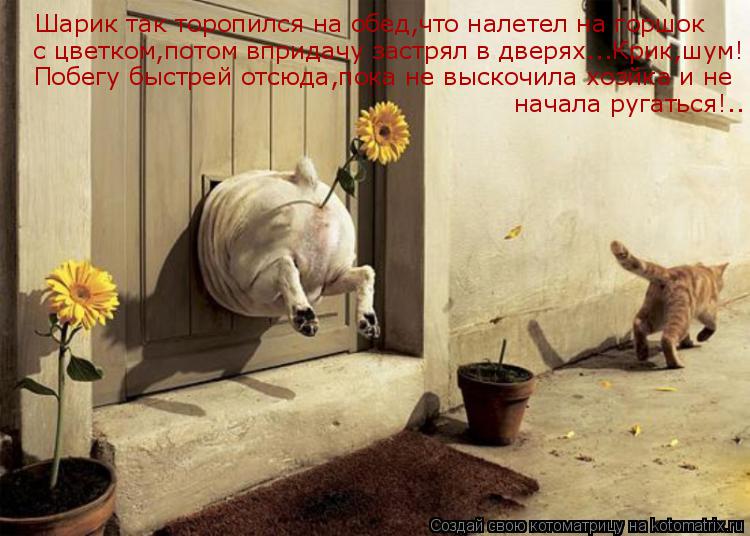 Котоматрица: Шарик так торопился на обед,что налетел на горшок  с цветком,потом впридачу застрял в дверях...Крик,шум! Побегу быстрей отсюда,пока не выскоч