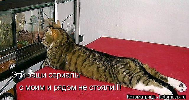 Котоматрица: Эти ваши сериалы с моим и рядом не стояли!!!