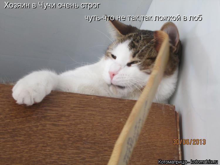 Котоматрица: Хозяин в Чучи очень строг чуть-что не так,так ложкой в лоб