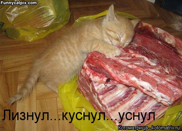 Лизнул...куснул...уснул... Котоматрица: Лизнул...куснул...уснул