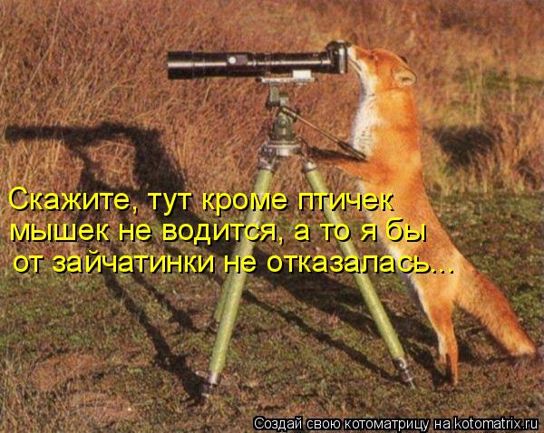 Скажите, тут кроме птичек мышек не водится, а то я бы от зайчатинки не отказалась...... Котоматрица: Скажите, тут кроме птичек мышек не водится, а то я бы от зайчатинки не отказалась...