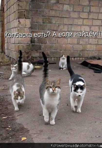 Котоматрица: Колбаска есть? А если найдём!!!!